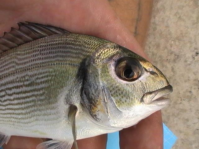 incep sa apara pesti din franta - 2013-08-14-170853.jpg